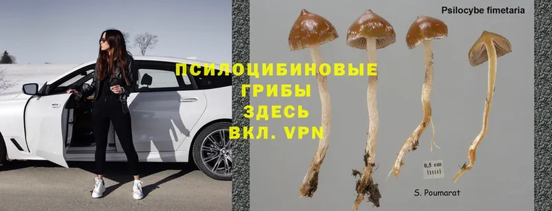 Псилоцибиновые грибы Psilocybine cubensis  Алексин 